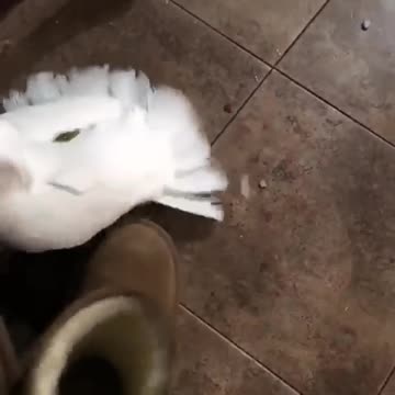 Cockatoo attacks boots