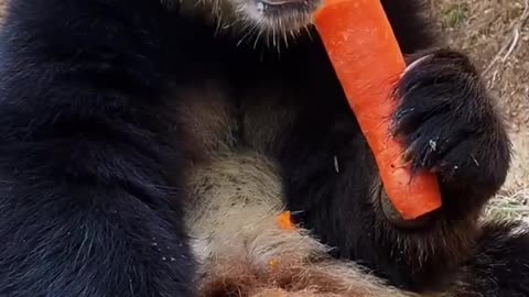 Panda eating Carrot