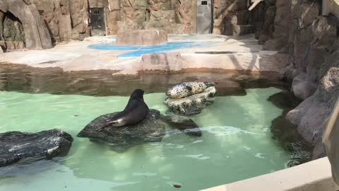 seals lying on a rock