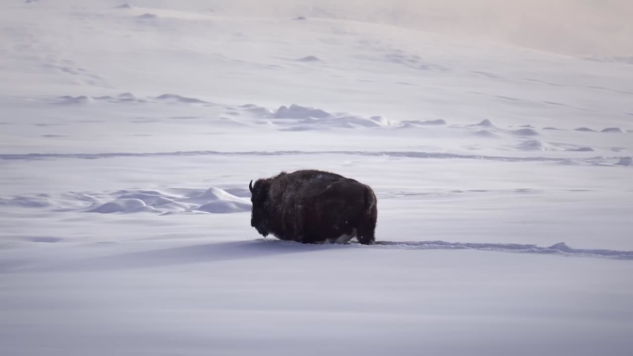 winter in yellowstone in national park