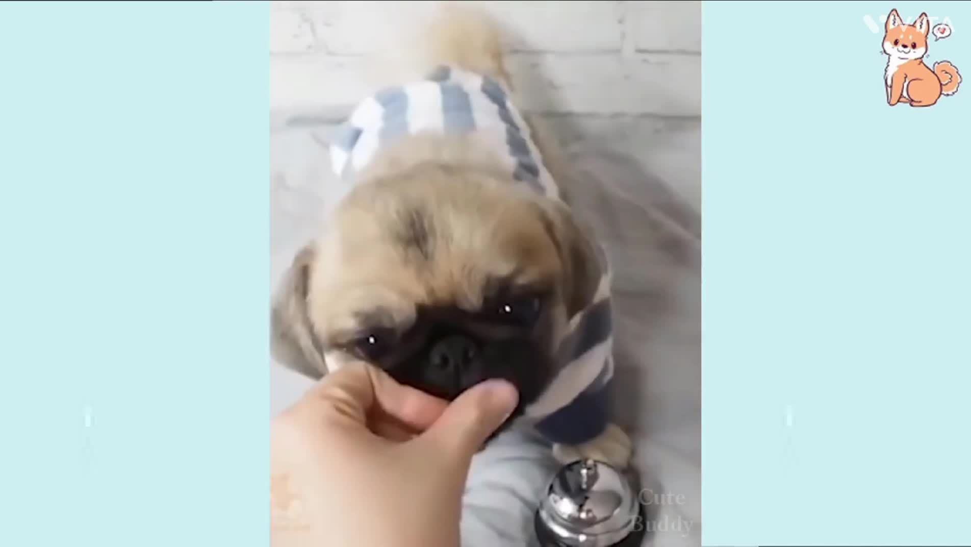 Cute and funny dogs video , cute video , funny video , dog vidoe