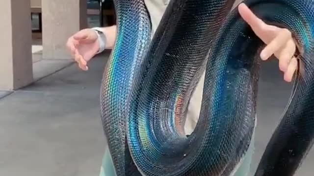 A girl carrying a snake is three times taller than her