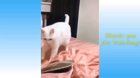 Funny And Cute CatS Life Part