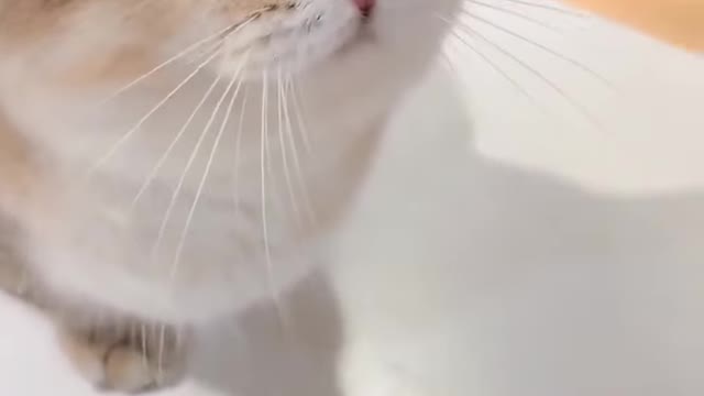 How to Make a Cat Video