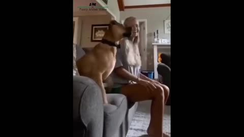 funny dog celebration