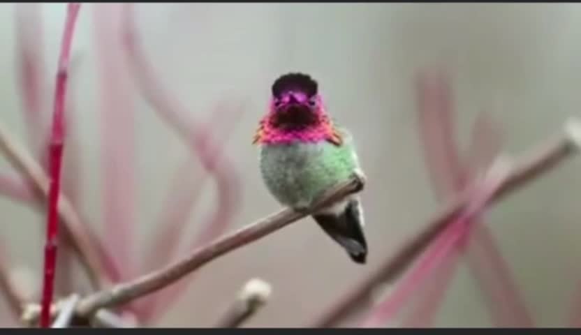 Color changing birds