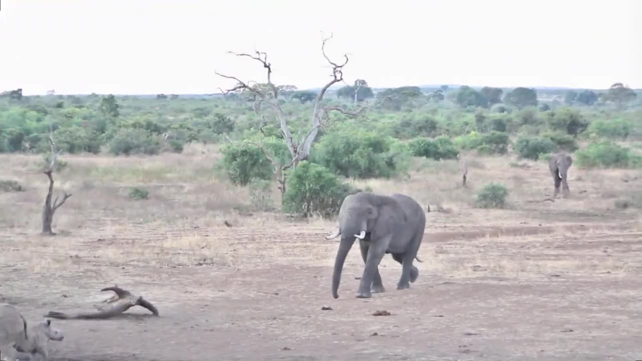 Elephant attack mother Rhino and her cub