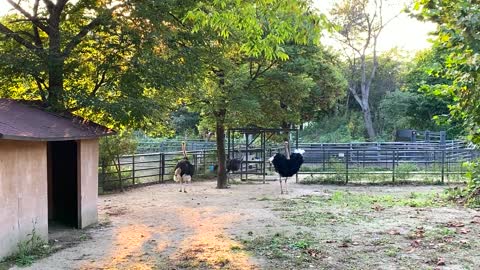 Ostriches enjoying a leisurely afternoon