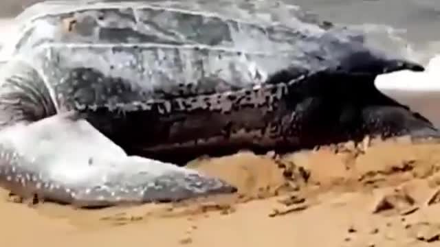 Giant Turtle Tries To Get Back Sea