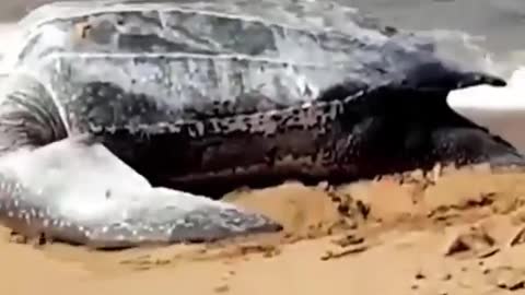 Giant Turtle Tries To Get Back Sea