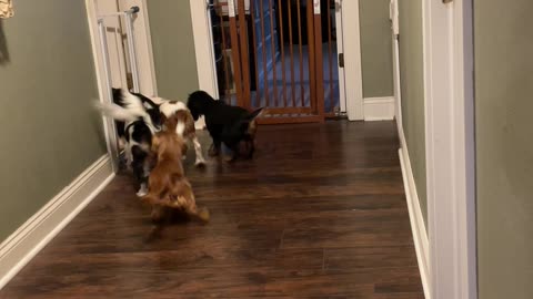 Dogs excited about nap time