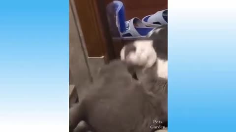 BEST PET FUNNY VIDEOS
