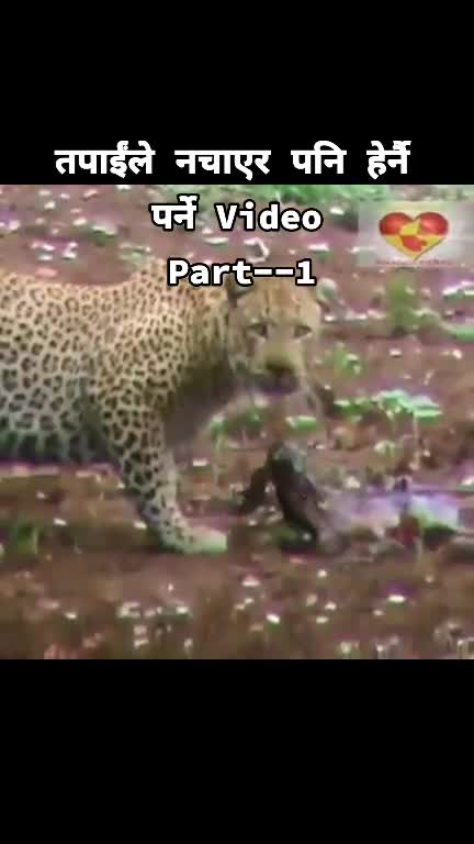 Kind hearted tiger you have ever seen