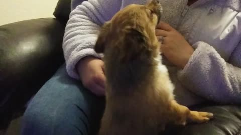 Gizmo saying I Love you