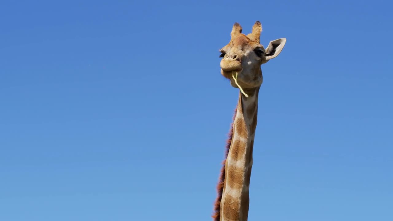 Close up footage of Wild giraffe, African giraffe