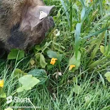 Where have all the flowers gone?