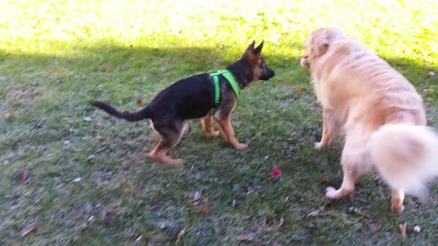 German Shepherd Puppy Trying To Steal a Stick From a Growling Golden Retriever