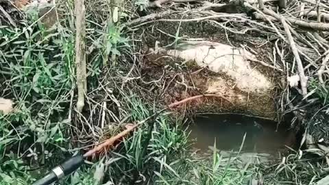 This is a beautiful and charming water-dwelling species