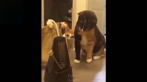 Best Of 2021 - Top Funny Pet Videos - TRY NOT TO LAUGH | Pet Funny Video .