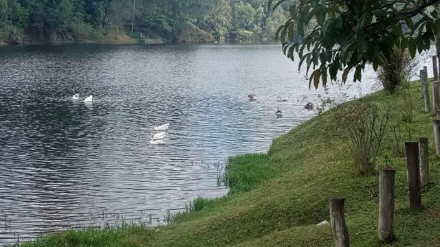 Dia No parque dos Patos