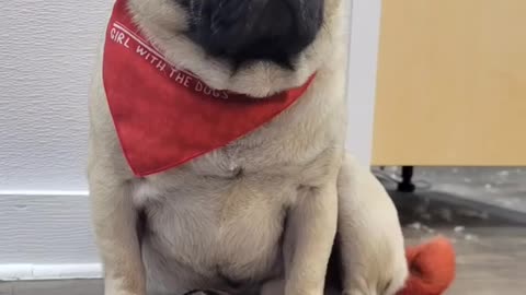 Meatball the Pug blows bubbles in the bath- Our pets