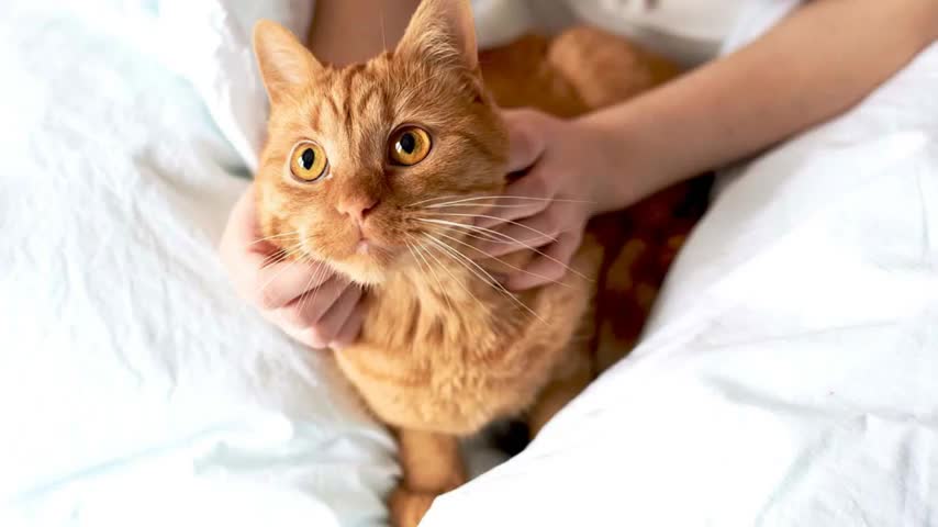 Most Loyal Cats - MOST LOYAL CAT BREEDS IN THE WORLD