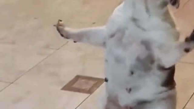 Dancing dog funny 😄 😄