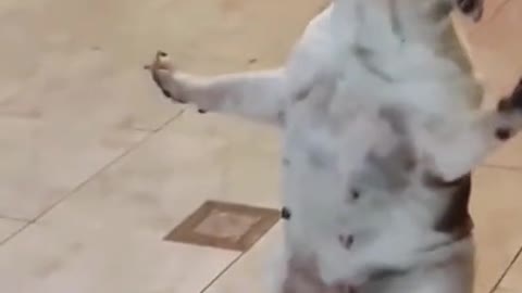 Dancing dog funny 😄 😄