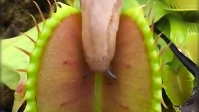 How Carnivorous plant eat snail