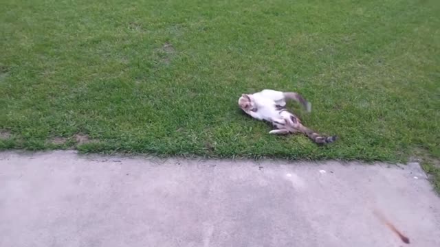 😹​😹​😹​christmas present