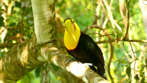 Unique birds