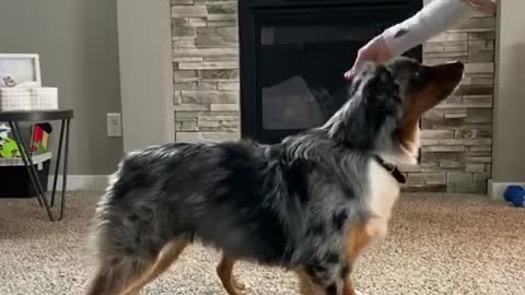 Adorable Mini Aussies Leap and Move for Treats