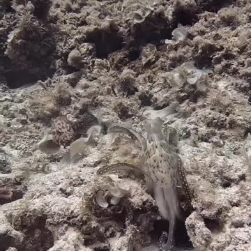 Octopus Slaps Fish 🤣🤣🤣🤣