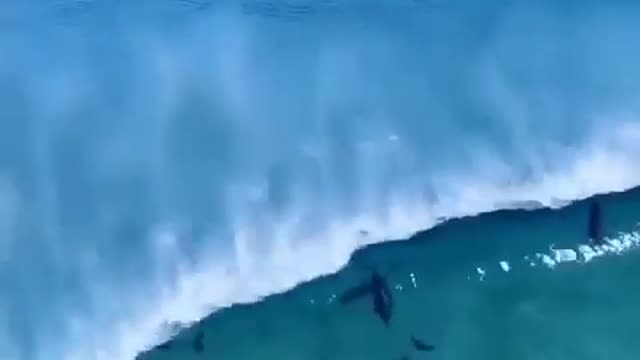 Beautiful dolphins perform