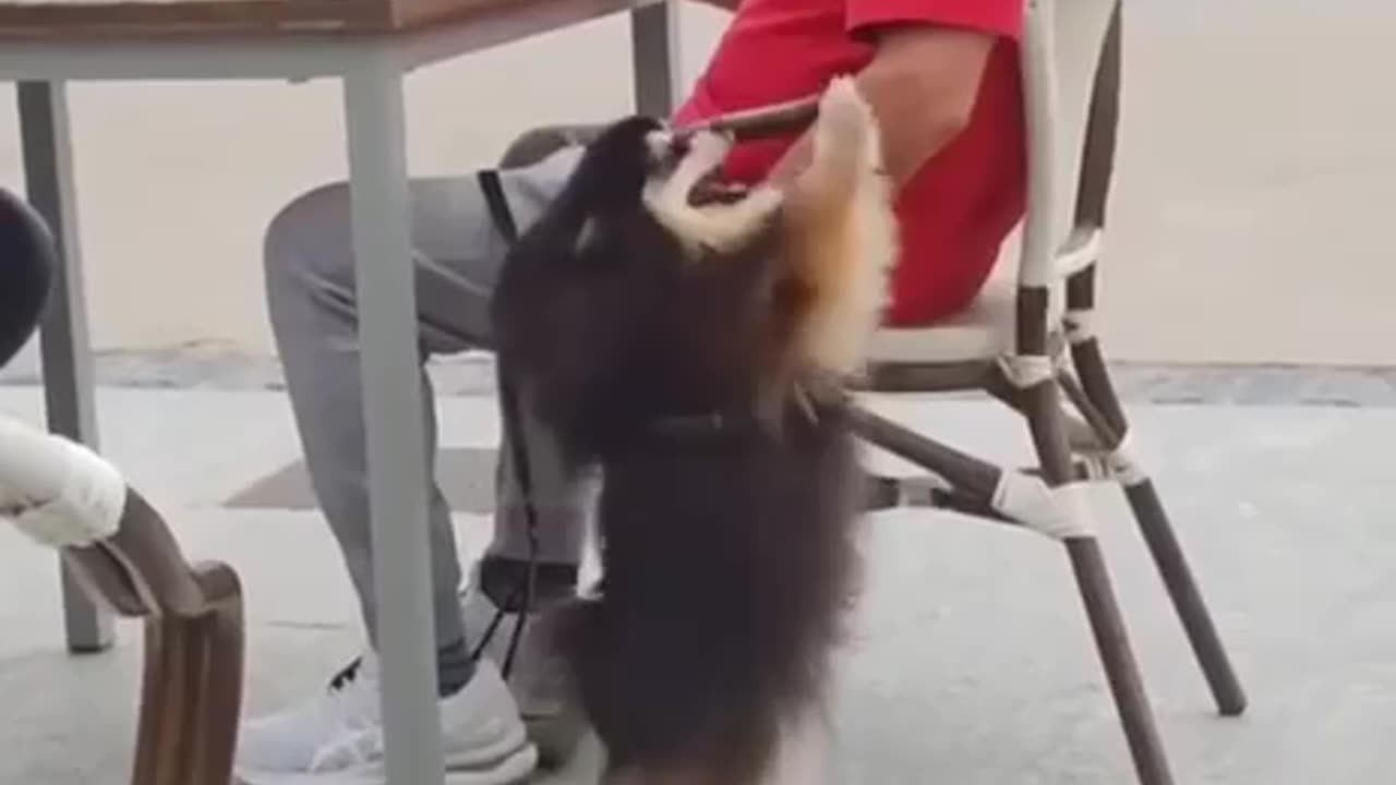 Dancing Dancing This Pup 🤣Is A Dancing Machine!