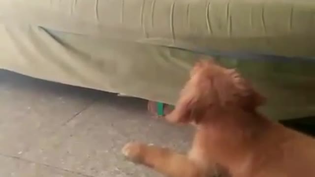 Funny dog video with cat