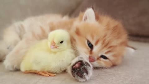 Cat sleeps with Chicken.