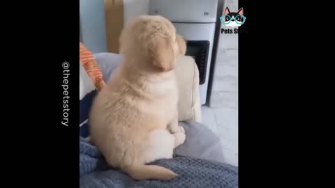 Very small cute puppy finds this cartoon interesting