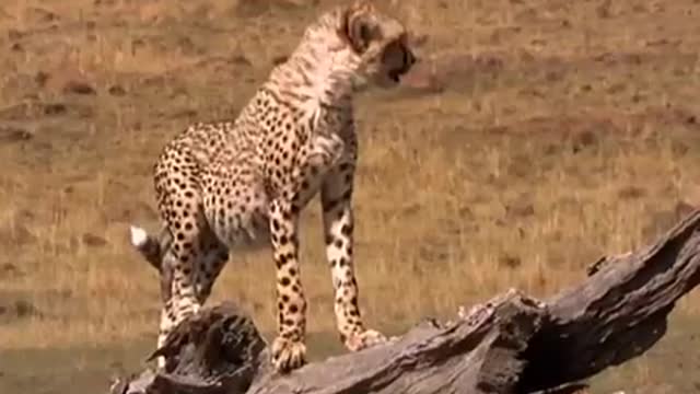 Watching Over the Masai Mara | Little Big Cat | BBC Earth