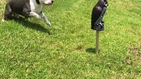He always attacks the fake owl for no reason