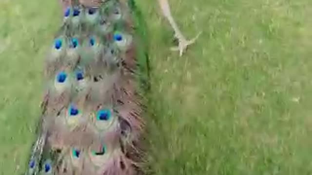 Playing with Peacock