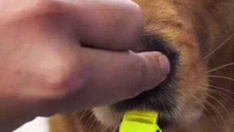 Dog Learns How To Whistle