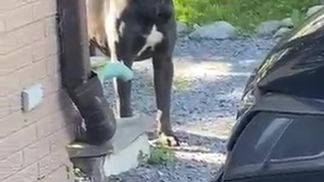 🔥If you have the courage then stop | Death Stare 😱 Bull Dog | CutestOverloaded |