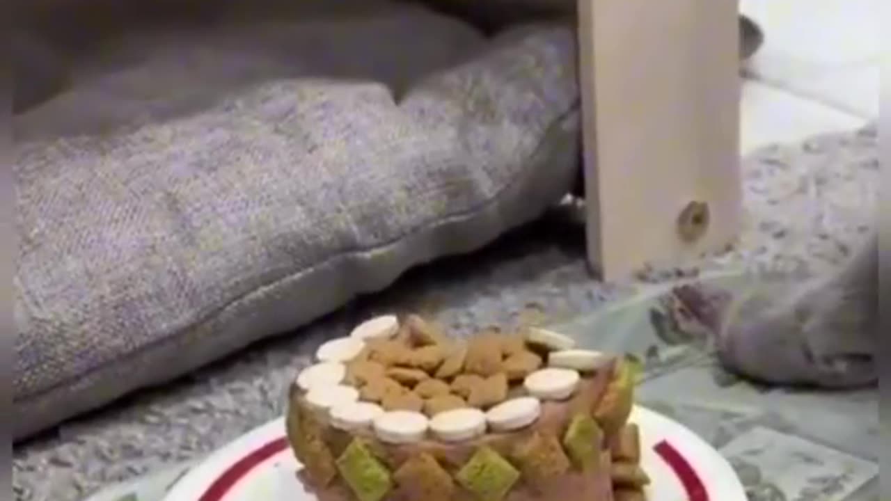 Latest very funny 🤣 cats and dogs video Amazing 😍 Must watch