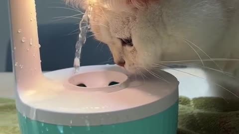 Cat fun