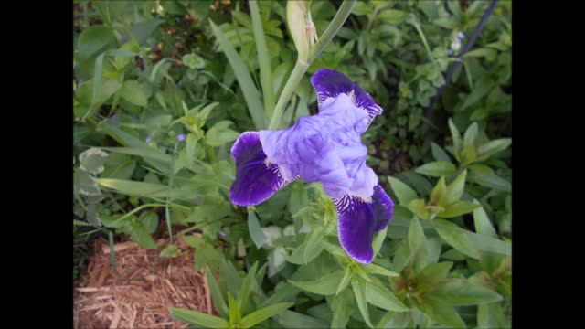 Wisdom and Friendship Purple Iris