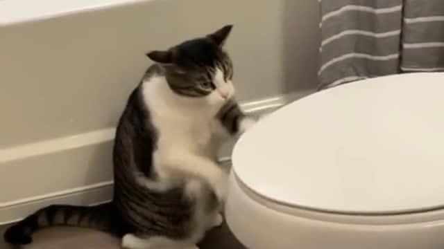 🤪Funny cats 🐈 Don't try to hold back Laughter