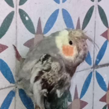 طائر الكوكتيل