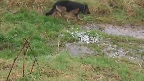 Mujer se cae en un arrojo mientras pasea al perro