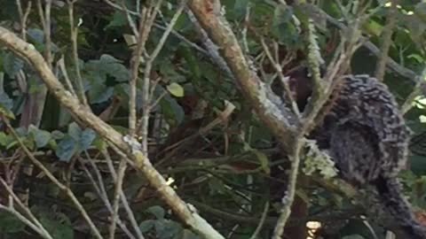 a marmoset 2